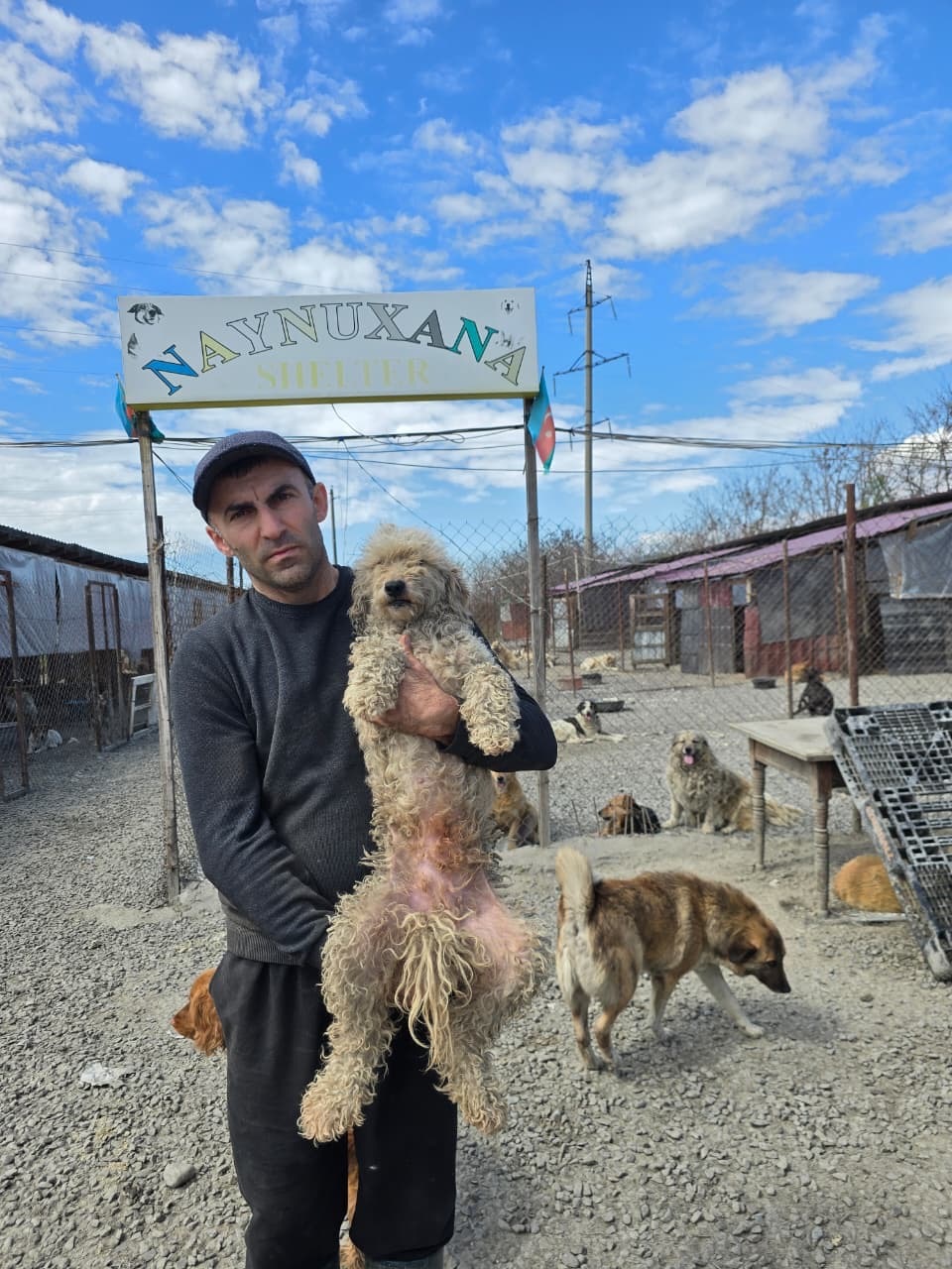 Azərbaycanın ən böyük heyvan sığınacağı bağlanmaq təhlükəsində: 400-dən çox it küçələrə düşə bilər